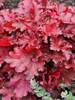 Heuchera Forever Red