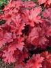 Heuchera Forever Red