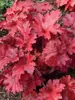 Heuchera Forever Red