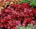 Heuchera Forever Red
