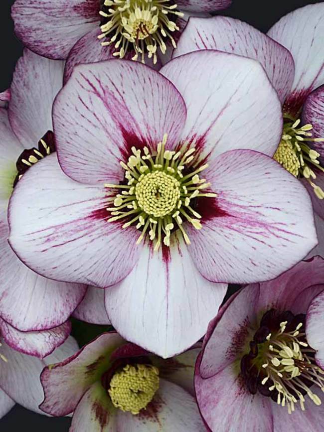 Helleborus French Kiss