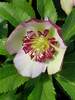 Helleborus French Kiss