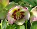 Helleborus French Kiss