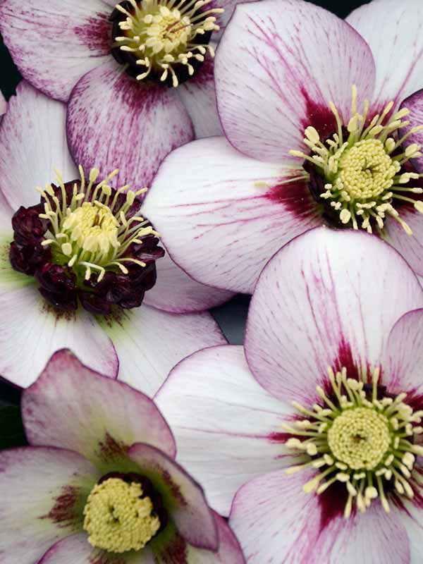 Helleborus French Kiss | Bluestone Perennials