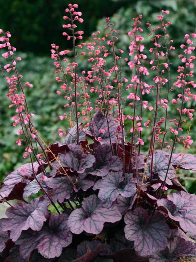 What to Plant With Coral Bells? 