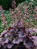 Heuchera Grape Timeless