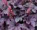 Heuchera Grape Timeless