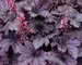 Heuchera Grape Timeless