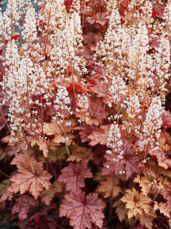 Heucherella Honey Rose