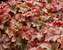 Heucherella Honey Rose