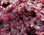 Heucherella Honey Rose