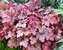 Heucherella Honey Rose