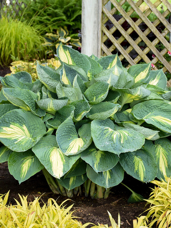 Hosta Hudson Bay