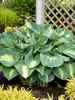 Hosta Hudson Bay