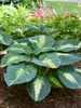 Hosta Hudson Bay