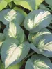 Hosta Hudson Bay