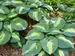 Hosta Hudson Bay