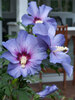 Hibiscus Azurri Blue Satin