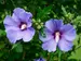 Hibiscus Azurri Blue Satin