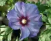 Hibiscus Azurri Blue Satin