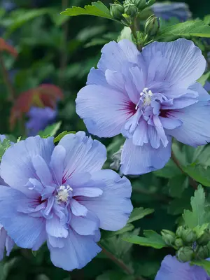 Link to Hibiscus Blue Chiffon&reg;