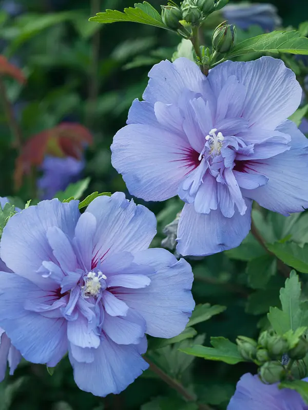 Hibiscus Blue Chiffon