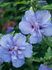 Hibiscus Blue Chiffon