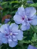 Hibiscus Blue Chiffon