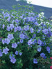 Hibiscus Blue Chiffon