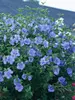 Hibiscus Blue Chiffon