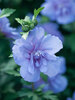 Hibiscus Blue Chiffon