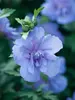 Hibiscus Blue Chiffon