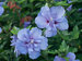 Hibiscus Blue Chiffon