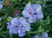 Hibiscus Blue Chiffon