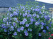 Hibiscus Blue Chiffon