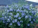 Hibiscus Blue Chiffon