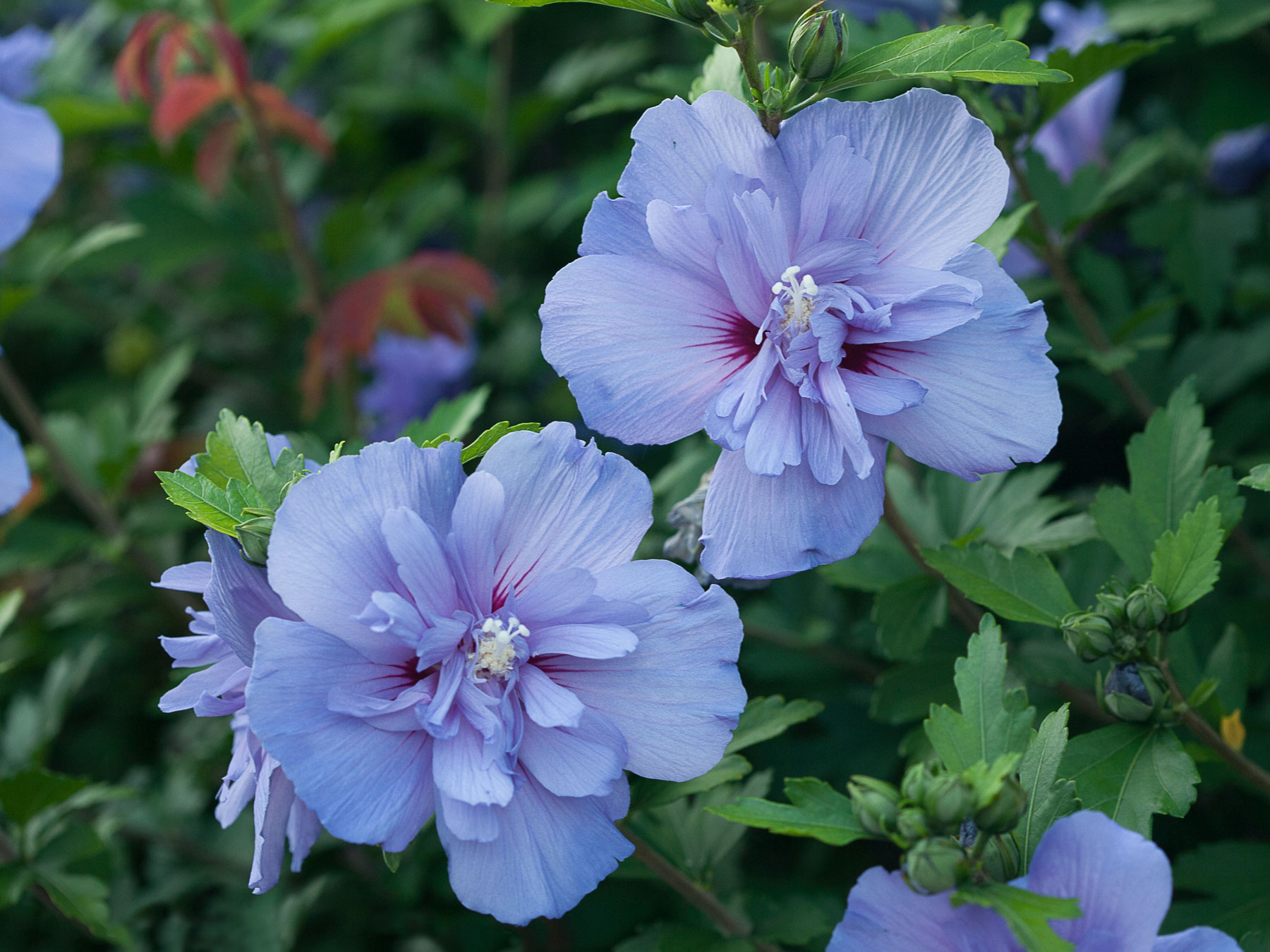 柿乃葉　Ex BIDDU Silk Chiffon Blue M Hibiscus Blue Chiffon | Bluestone Perennials