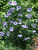 Hibiscus Blue-Satin