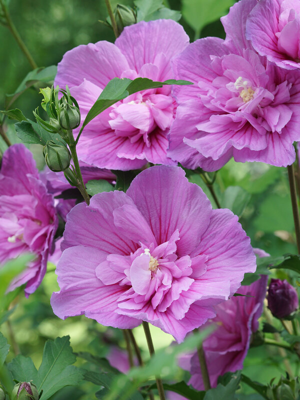 Hibiscus Dark Lavender Chiffon