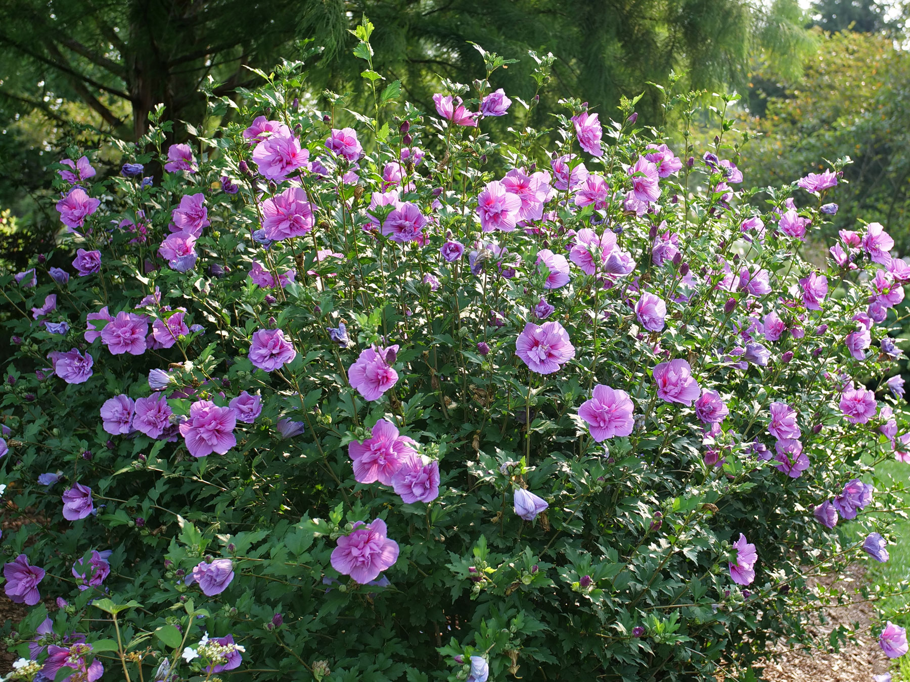 Hibiscus Dark Lavender Chiffon | Bluestone Perennials
