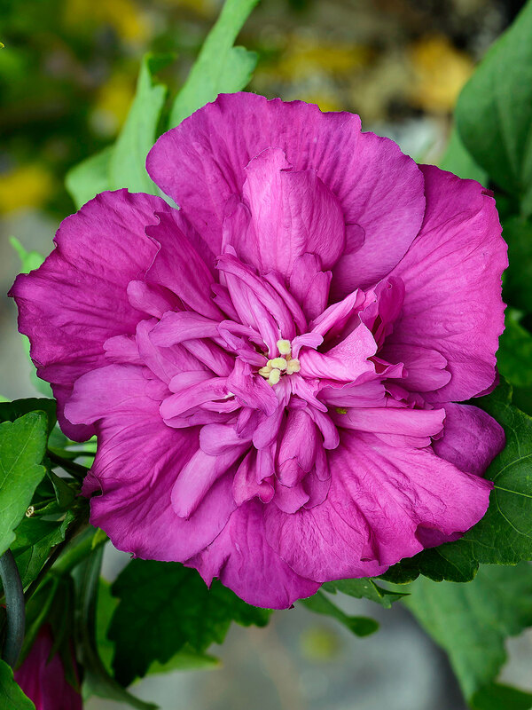 Hibiscus Magenta Chiffon