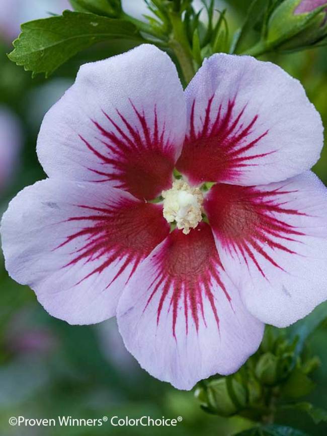 Hibiscus Orchid Satin