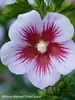 Hibiscus Orchid Satin