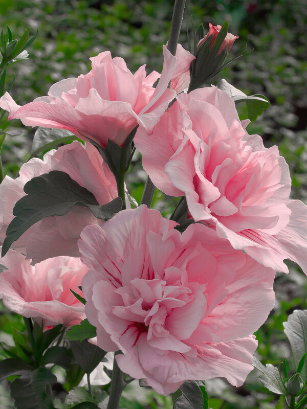 Hibiscus Pink Chiffon	