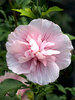 Hibiscus Pink Chiffon