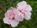 Hibiscus Pink Chiffon	