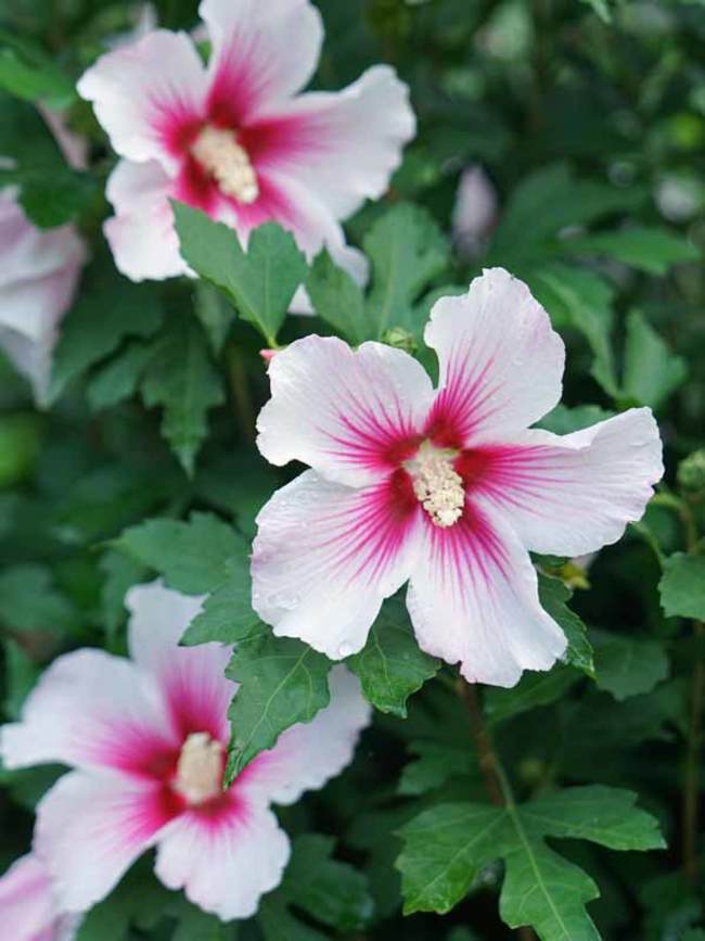 Hibiscus Paraplu Pink Ink