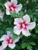 Hibiscus Paraplu Pink Ink