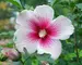 Hibiscus Paraplu Pink Ink
