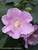 Hibiscus Pollypetite